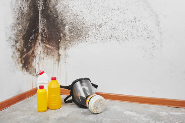 Best Mold Removal Near Me  in Girard, IL