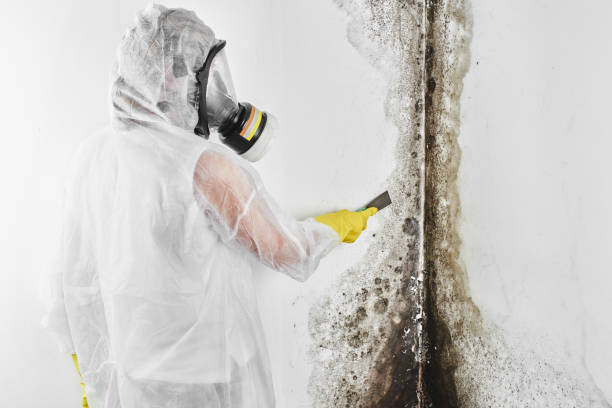Best Water Damage Restoration  in Girard, IL