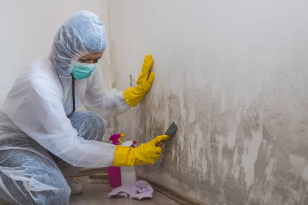 Best Local Mold Removal Service  in Girard, IL