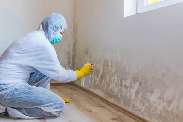 Best Mold Cleaning Services  in Girard, IL
