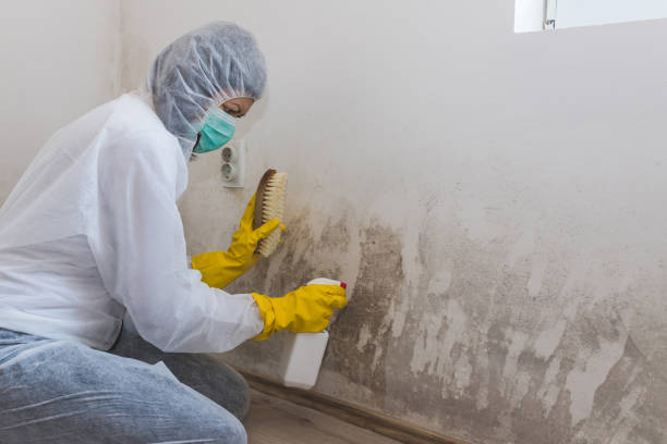 Best Attic Mold Removal  in Girard, IL