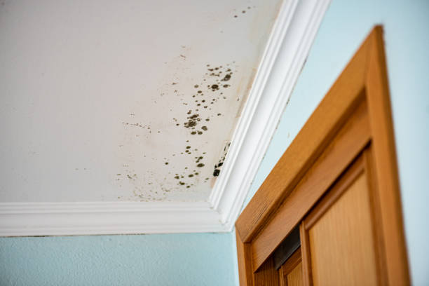 Best Mold Remediation Services  in Girard, IL