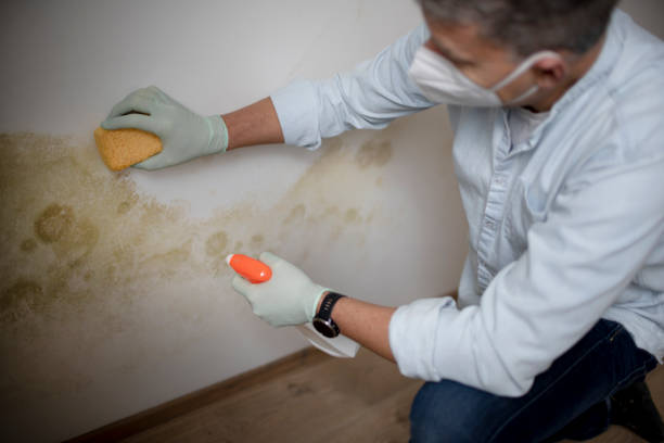 Best Home Mold Removal  in Girard, IL