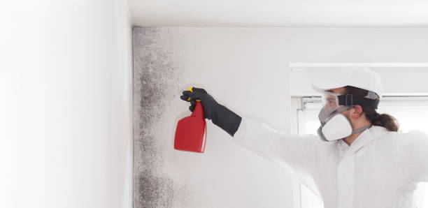 Best Mold Testing  in Girard, IL