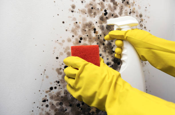 Best Black Mold Removal  in Girard, IL