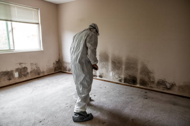 Best Office Mold Removal Services  in Girard, IL