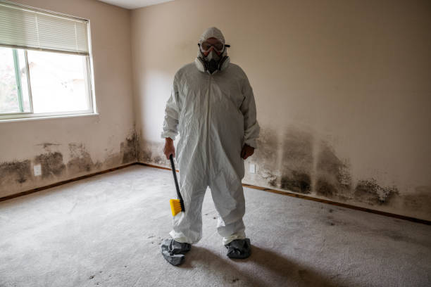 Best Fast Mold Removal  in Girard, IL