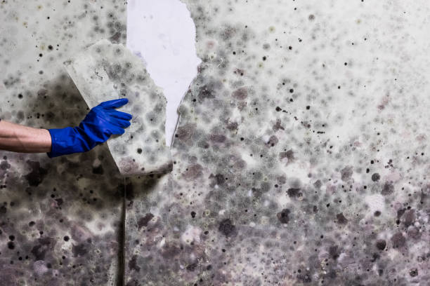 Reliable Girard, IL Mold Removal Solutions